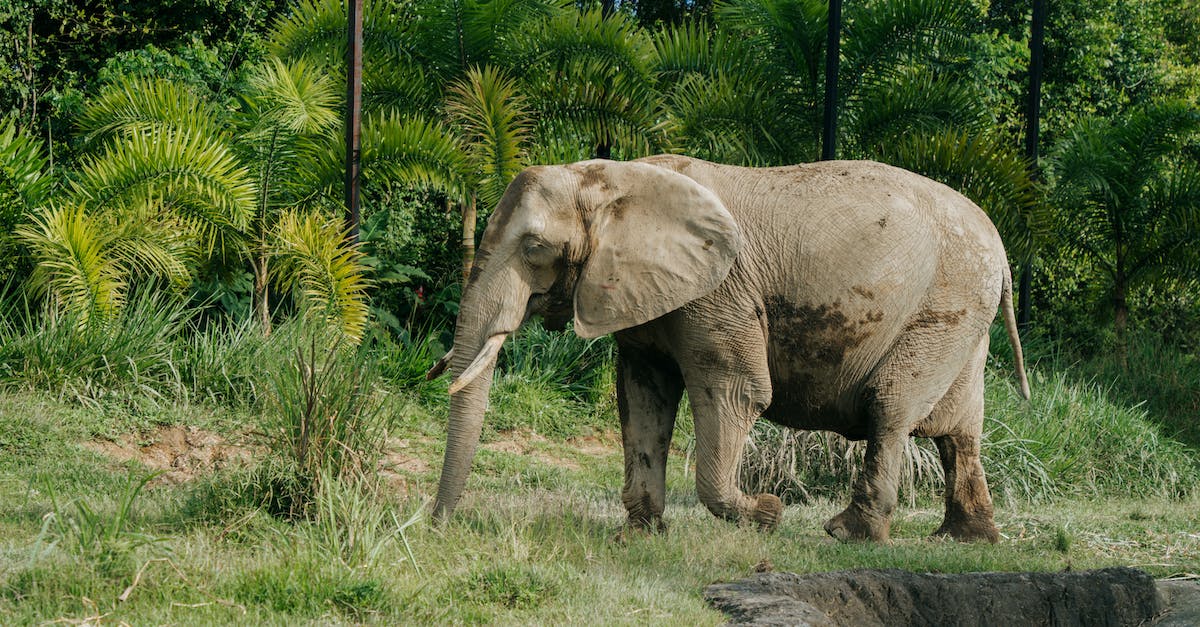 Afryka: fascynujące i nieznane ciekawostki kontynentu