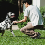 Jak zapobiec szczekaniu psa gdy zostaje sam - praktyczne porady dla właścicieli