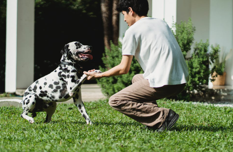 Jak zapobiec szczekaniu psa gdy zostaje sam – praktyczne porady dla właścicieli