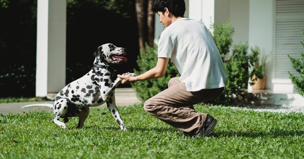 Jak zapobiec szczekaniu psa gdy zostaje sam - praktyczne porady dla właścicieli