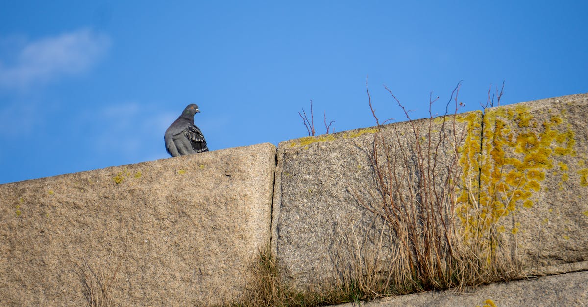 Odkryj tajemnicę homli: fascynujące fakty i ich znaczenie w naszym ekosystemie