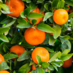 Mango - Królowa egzotycznych owoców: Właściwości korzyści zdrowotne i sposoby konsumpcji