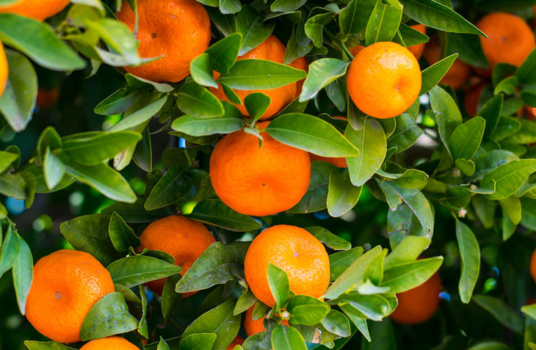 Mango – Królowa egzotycznych owoców: Właściwości korzyści zdrowotne i sposoby konsumpcji